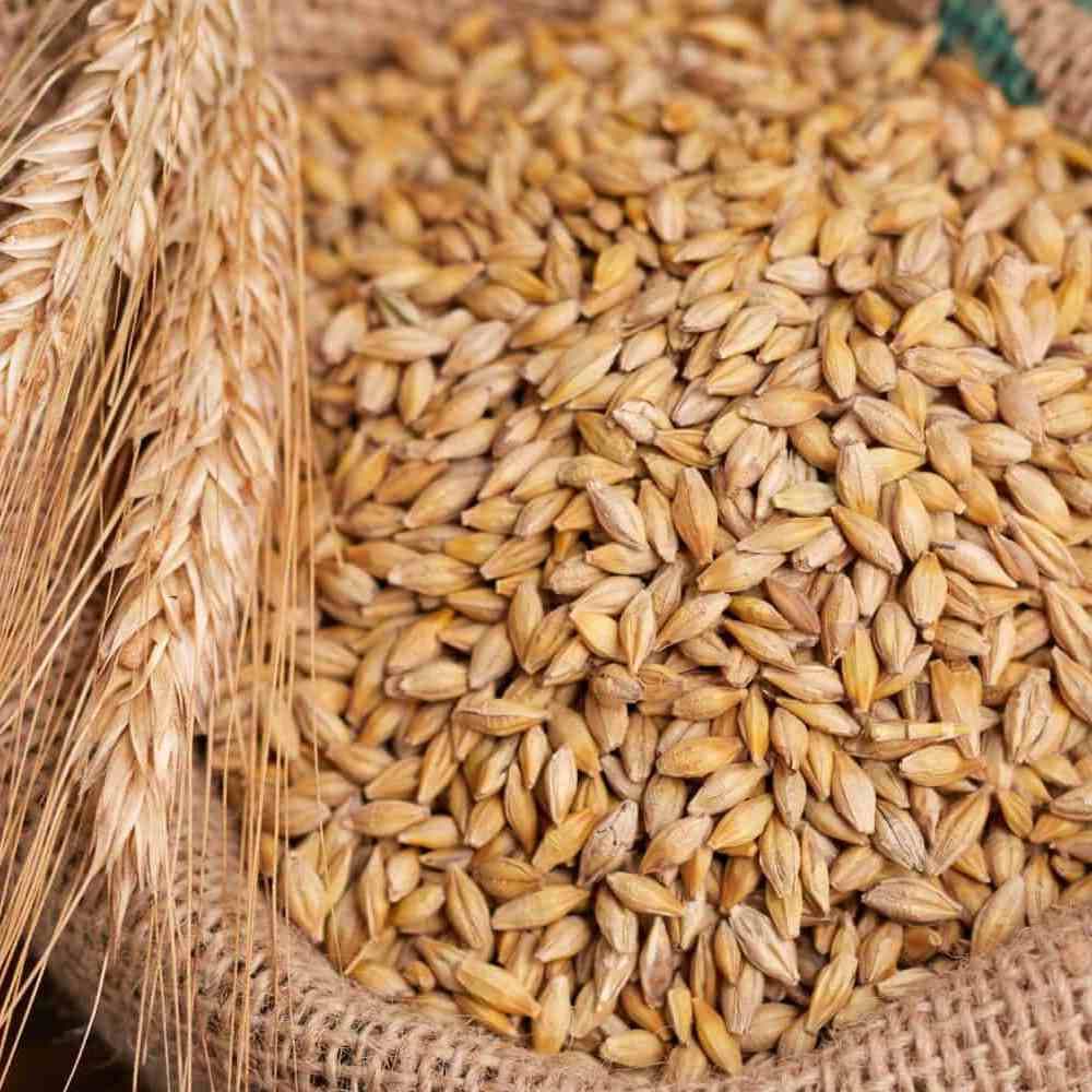 Barley