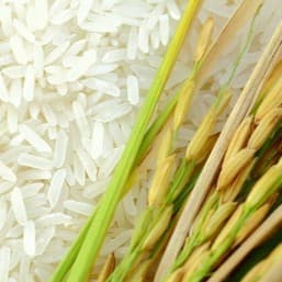 Rice