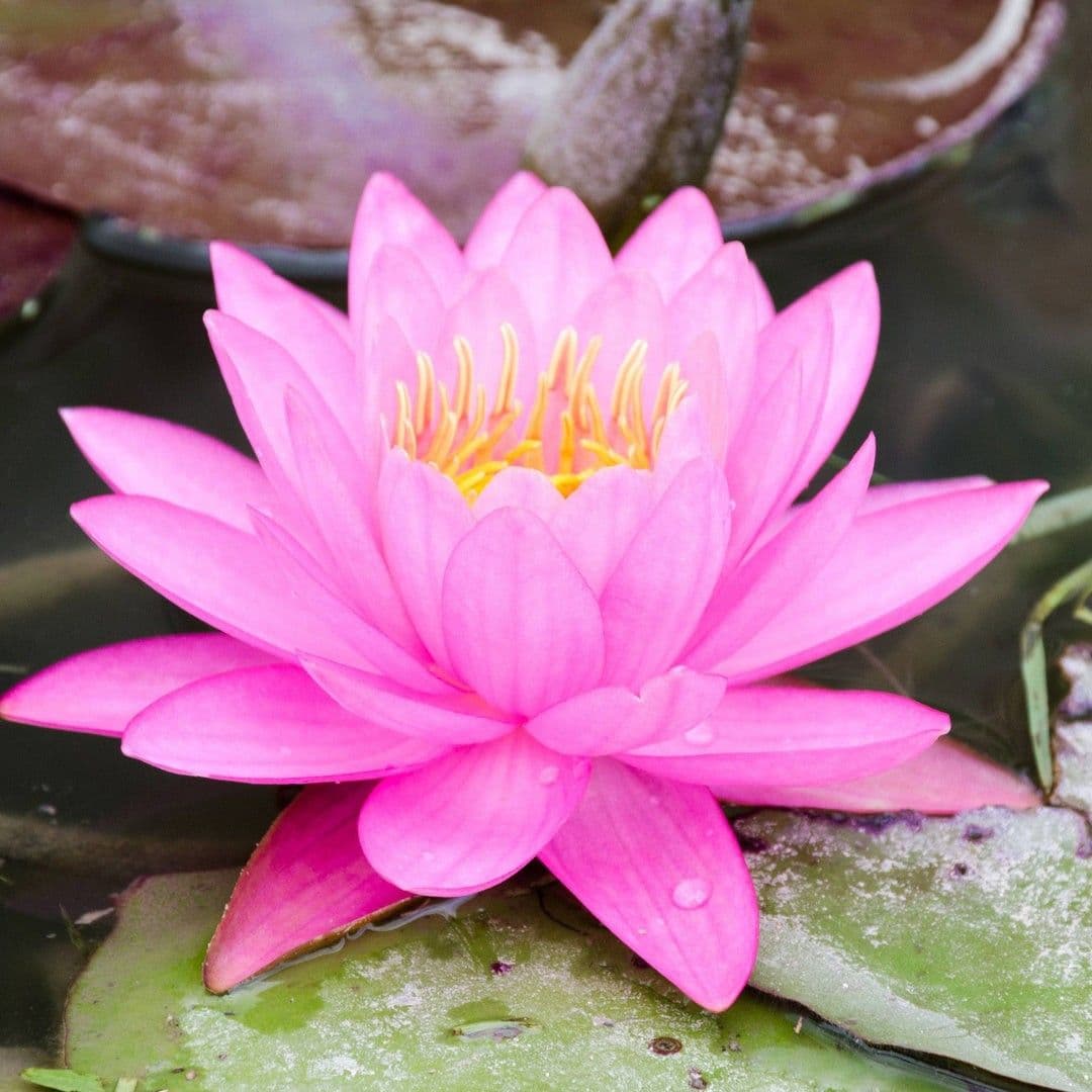Lotus