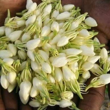 Dundu Mallige