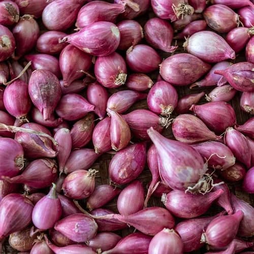 Shallot Onion