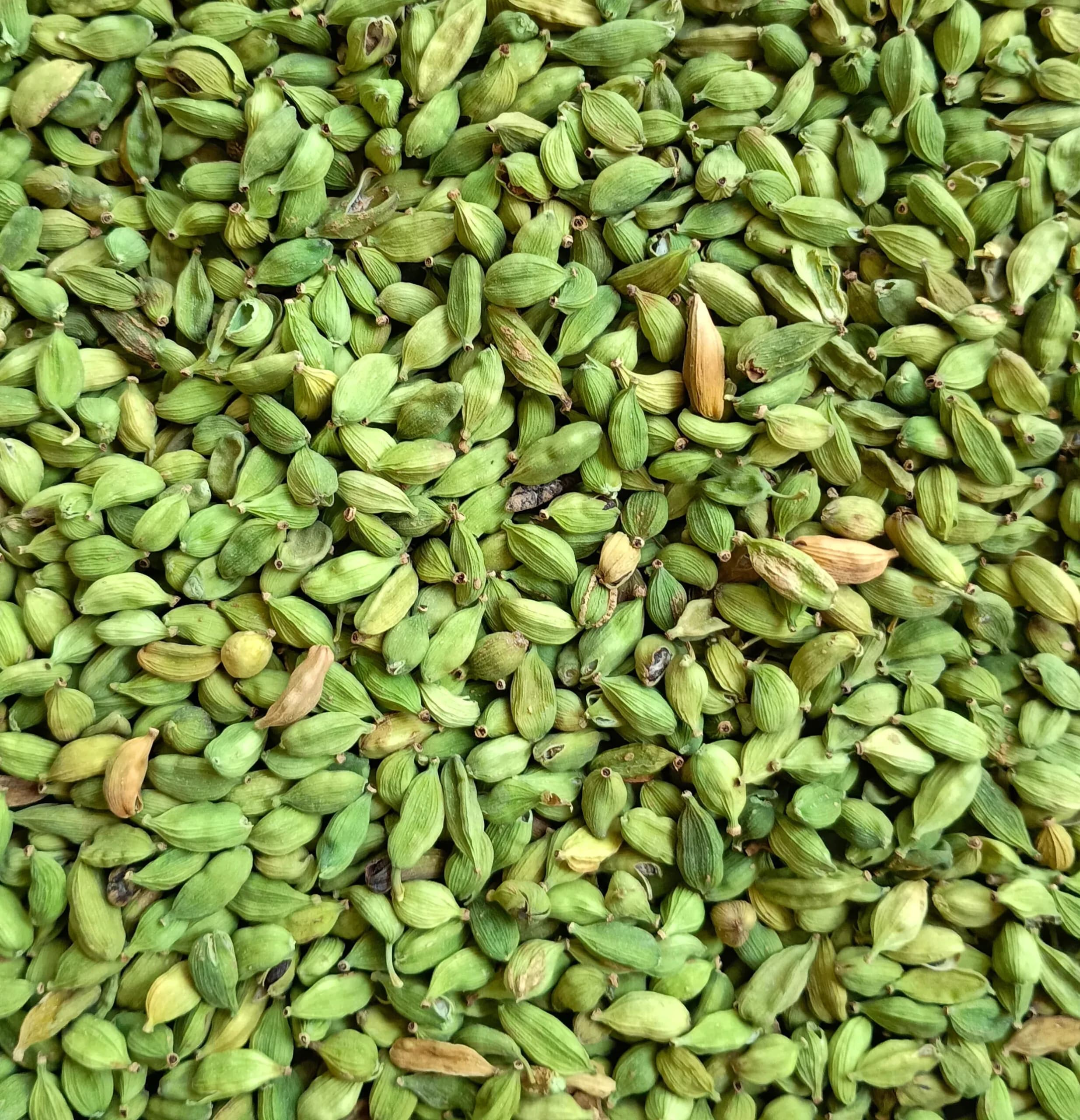 Cardamom