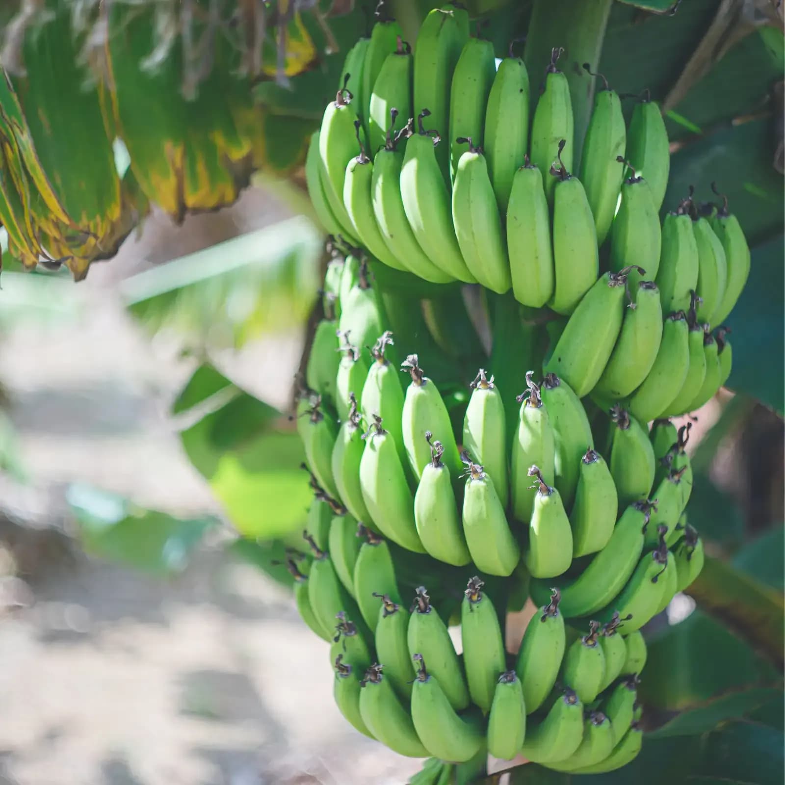 Banana