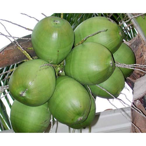 coconut