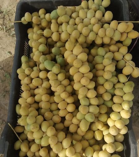 GRAPES
