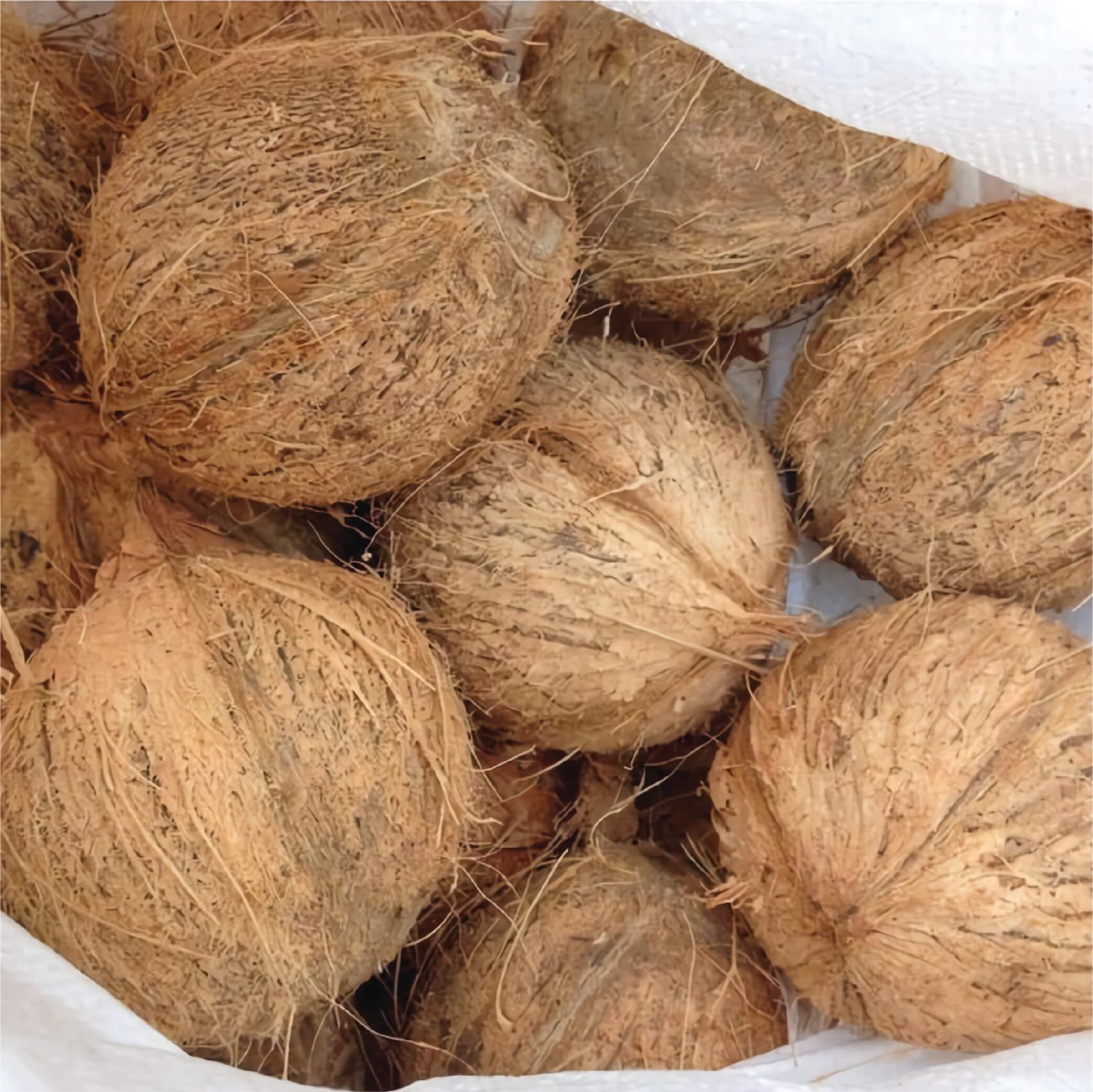 husked Coconut