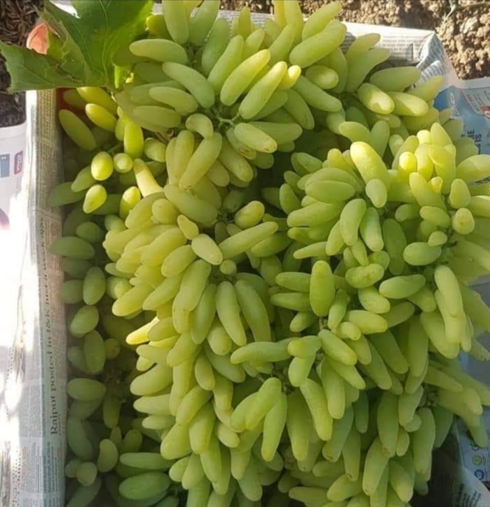 GRAPE
