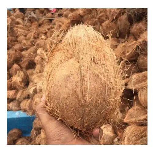 semi husked coconut