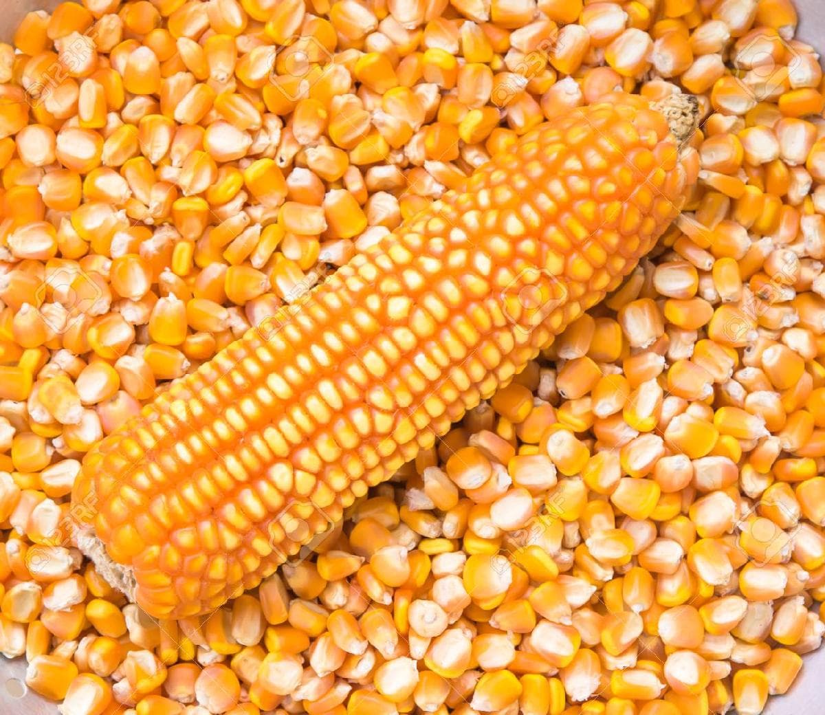 Maize