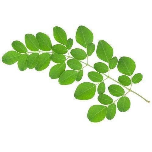 drumstick leaves