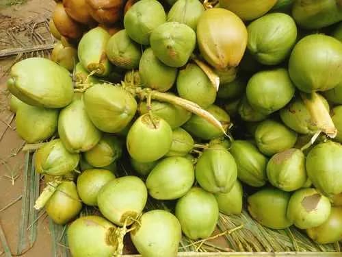 Coconut