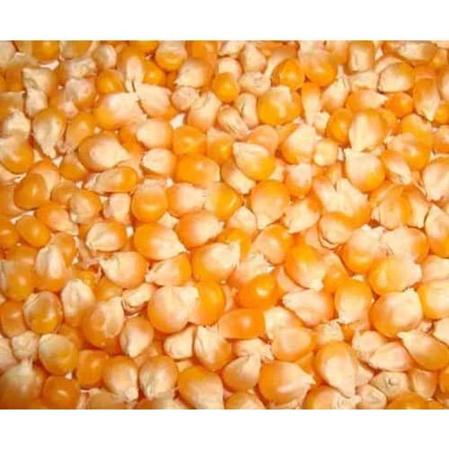 MAIZE