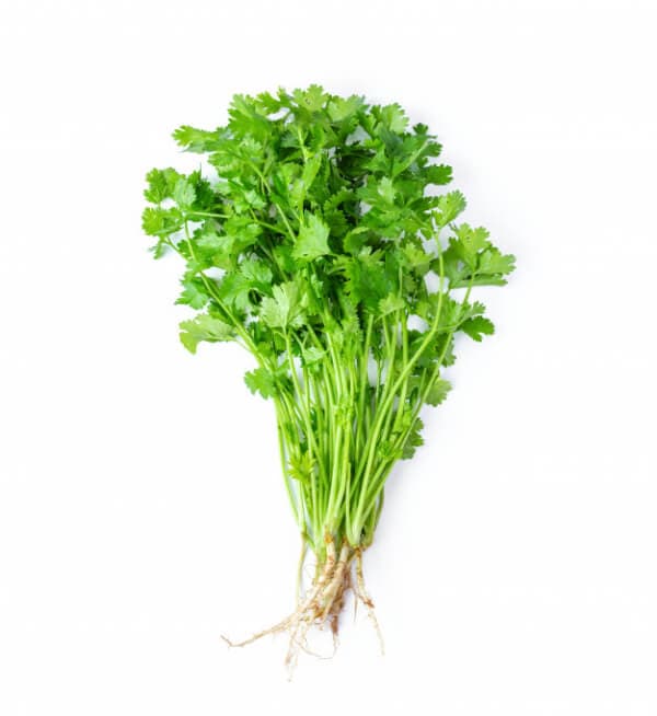 Coriander