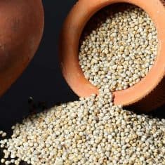 Bajra Pearl Millet