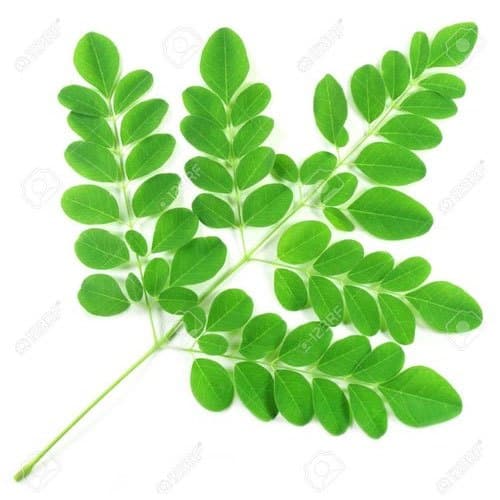 Fresh Moringa