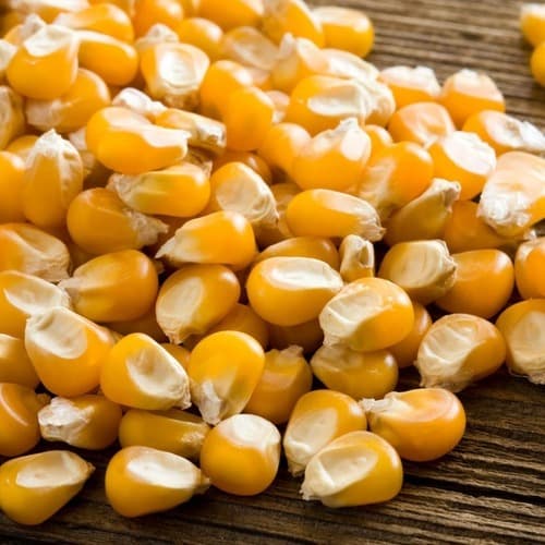 Maize