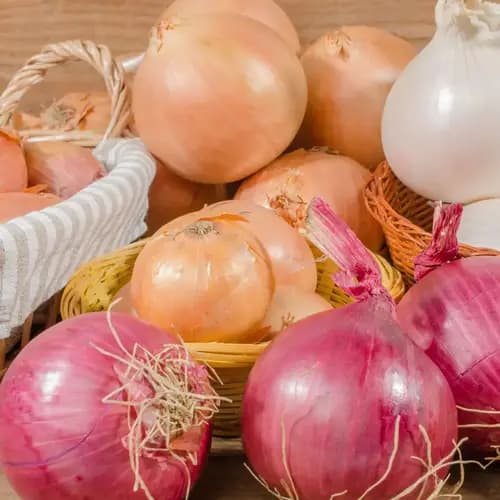 Onion