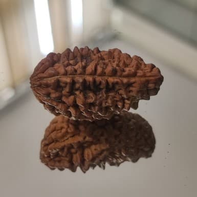 1 Mukhi Rudraksh