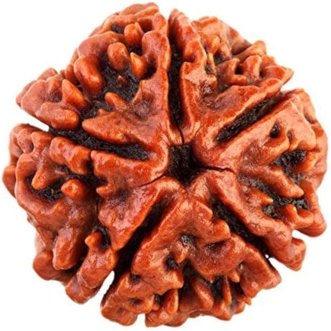 5 Mukhi rudraksha