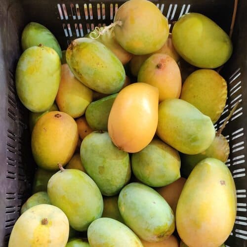 Dasheri Mango