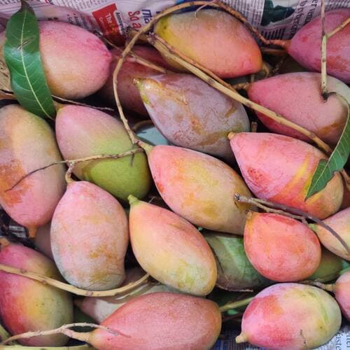 Palmer Mango