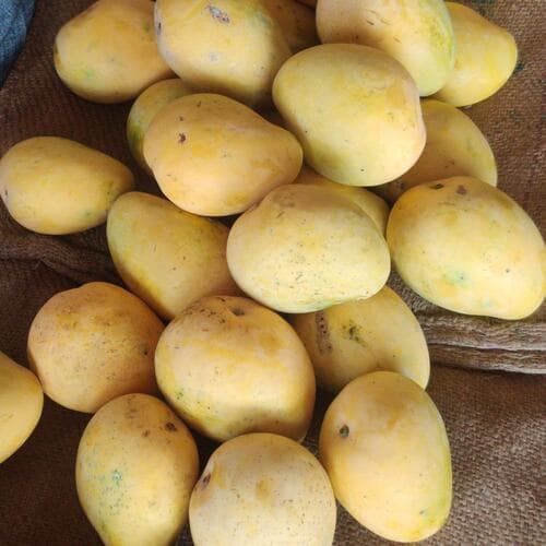 Alphanso Mango