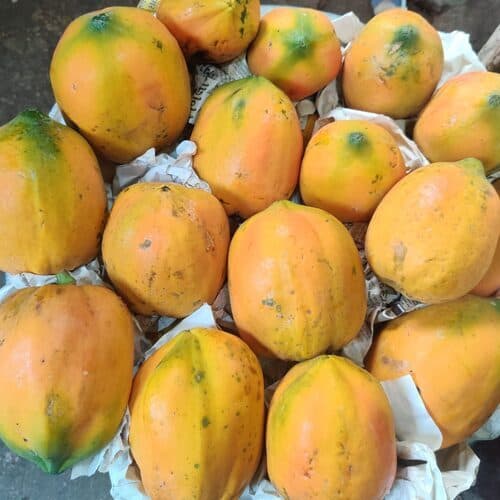 Papaya