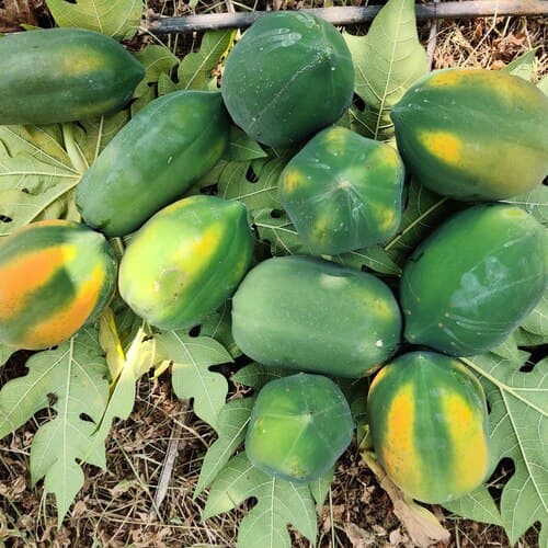 Green Papaya