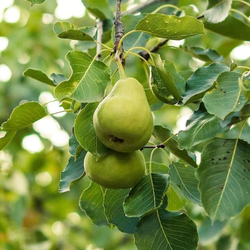 Pear
