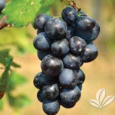 grapes