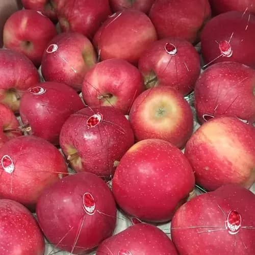 american maharaja glma red itli apples