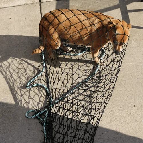 dog catching net