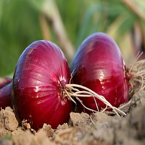 ONION