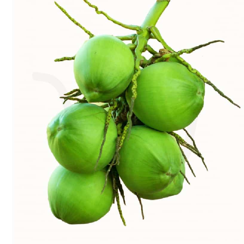 Tender coconut