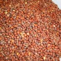 seeds