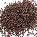 SEEDS