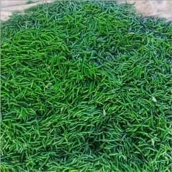Green Chillies