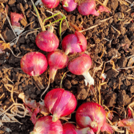 Onion