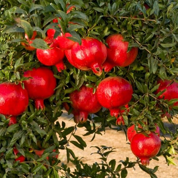 Pomegranate