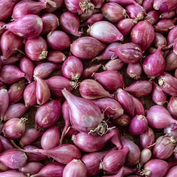 Shallot
