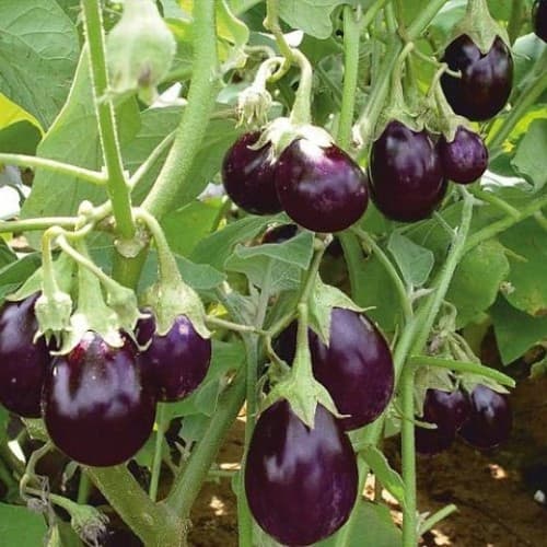 Brinjal