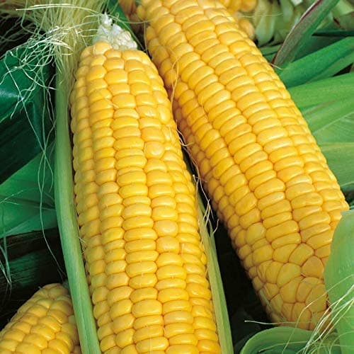maize