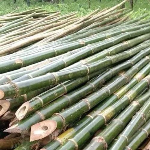 bamboo