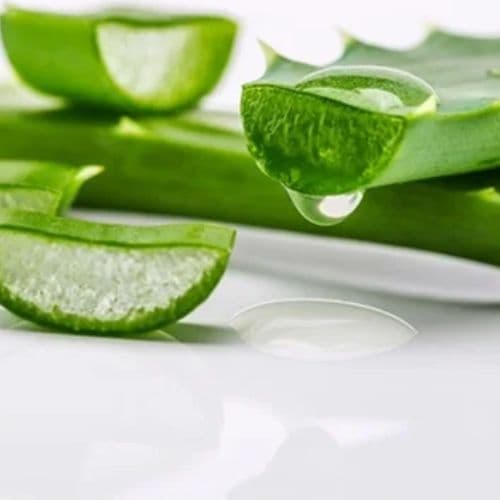 Aloevera