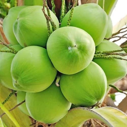 Tender Coconut