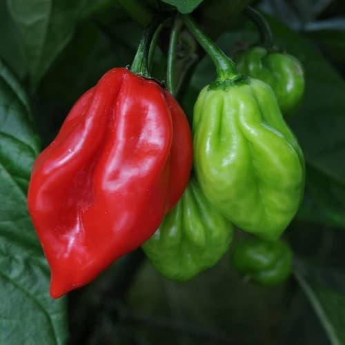 King Chilli