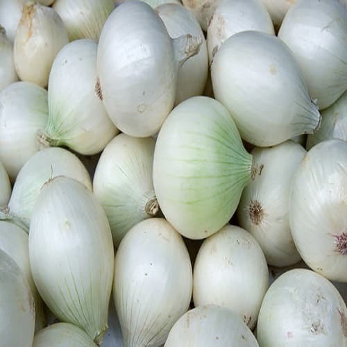 WHITE ONION