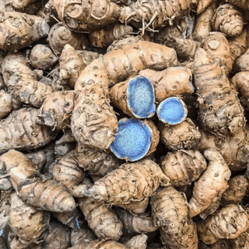 Black Turmeric