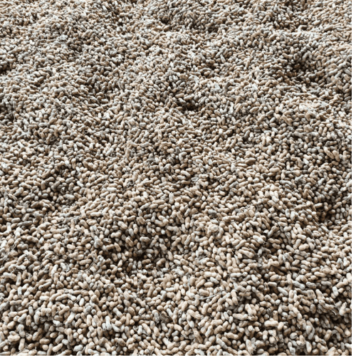 Goundnut