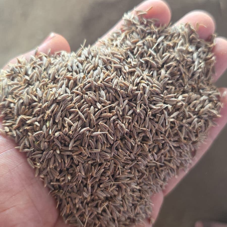 cumin seed